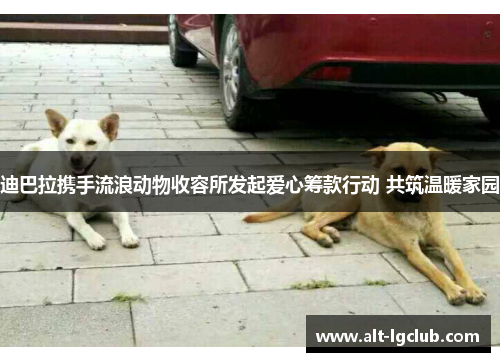 迪巴拉携手流浪动物收容所发起爱心筹款行动 共筑温暖家园
